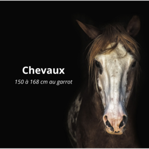 Bandes de repos pour chevaux