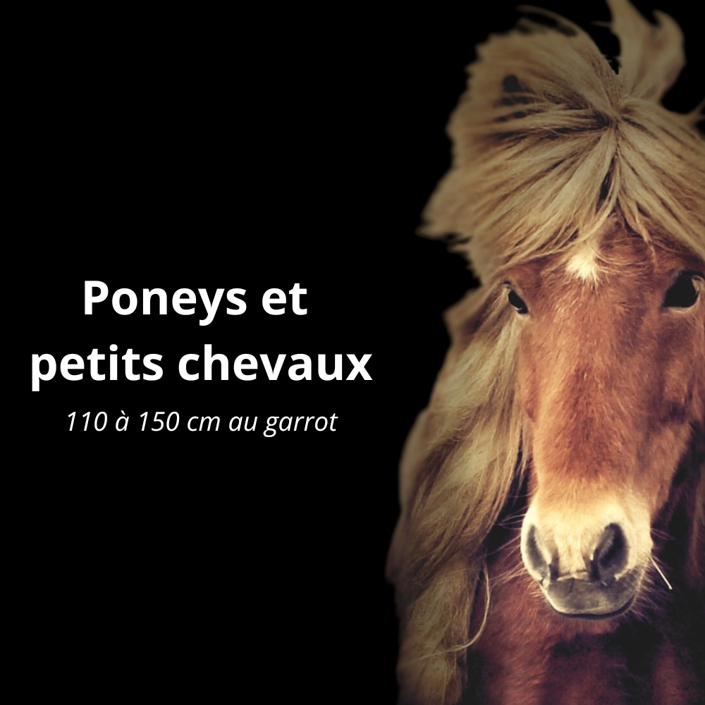 Bandes de repos pour poneys et petits chevaux