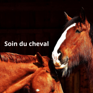 Bien-être et soin du cheval